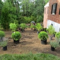 Side Yard Renovation