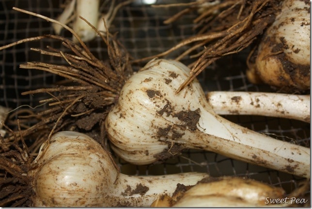 Garlic–It’s Time to Harvest!