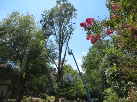 Tree Removal (Round #2) Aftermath