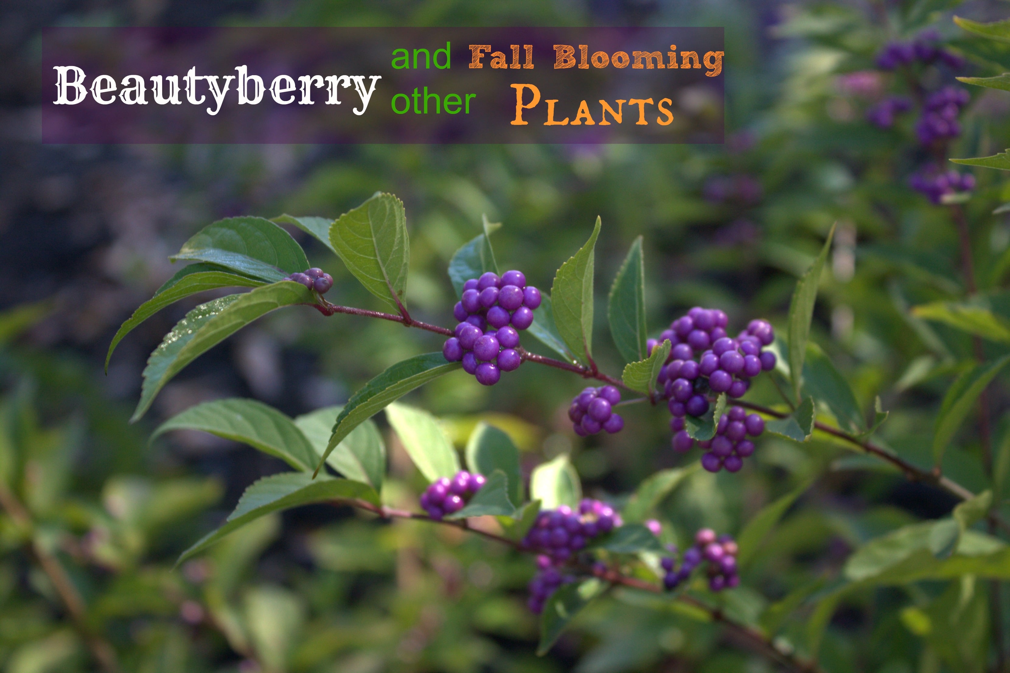 Beautyberry and Other Fall Blooms