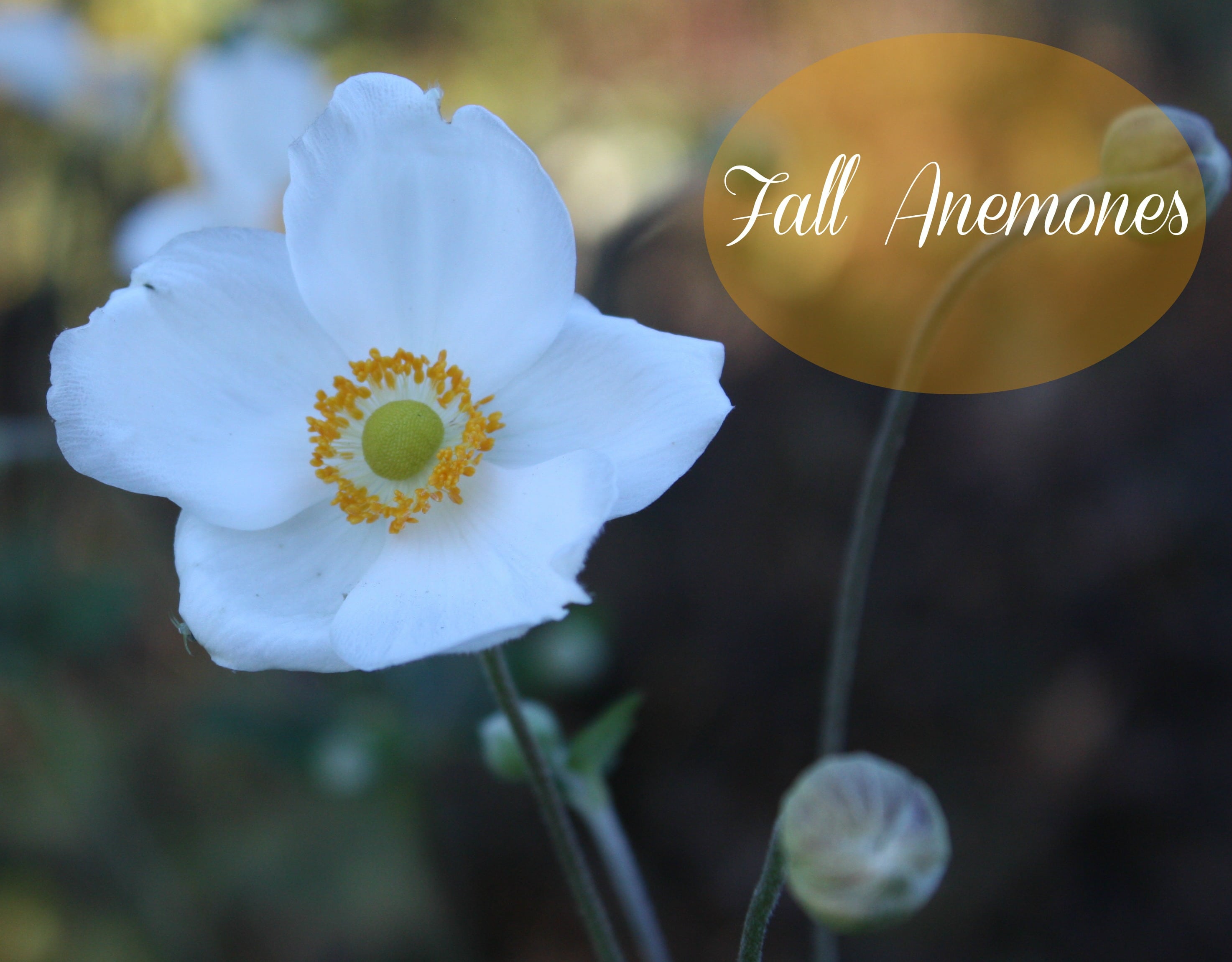 Fall Anemones