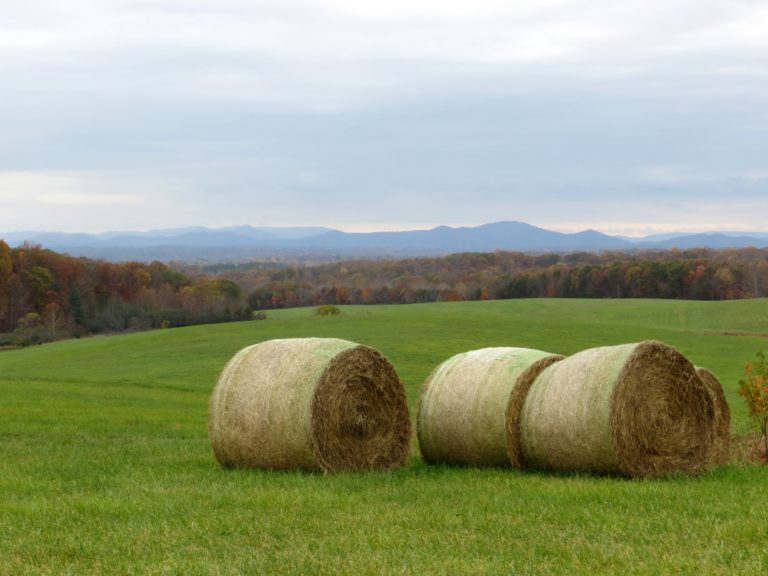 Fall Festival and Our Weekend