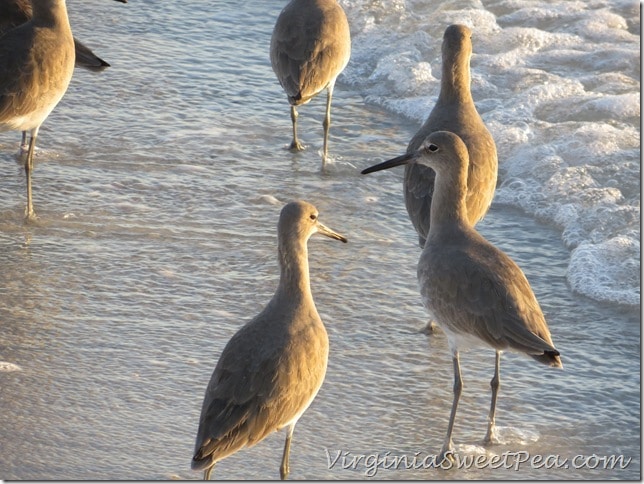 Florida - Birds on Beach