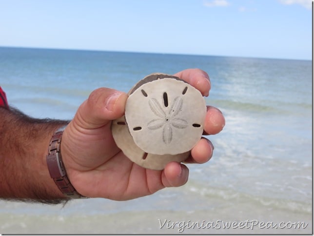 Florida - Sand Dollar2