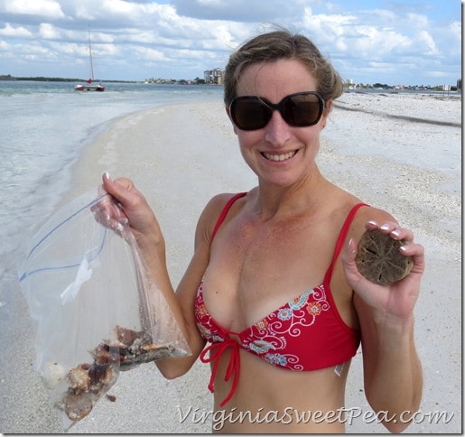 Florida - Sand Dollar3