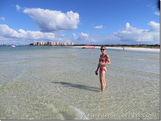 Florida - Sand Dollar4