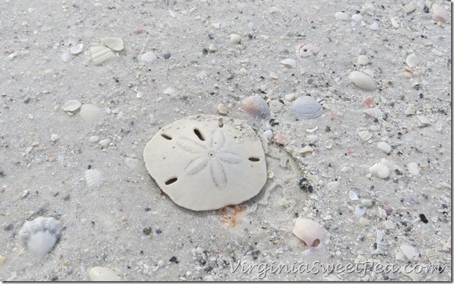 Florida - Sand Dollar