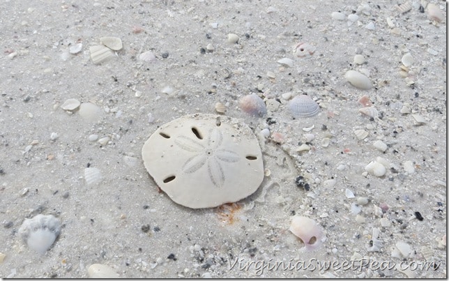 Florida - Sand Dollar