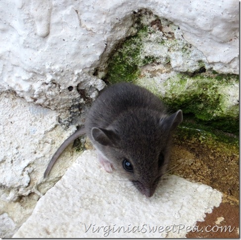 Michie Tavern Baby Mouse