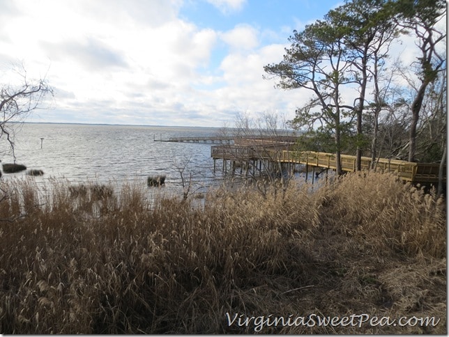 Duck Walk on the sound