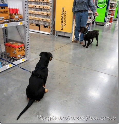 Sheman meets a friend at OBX Lowes