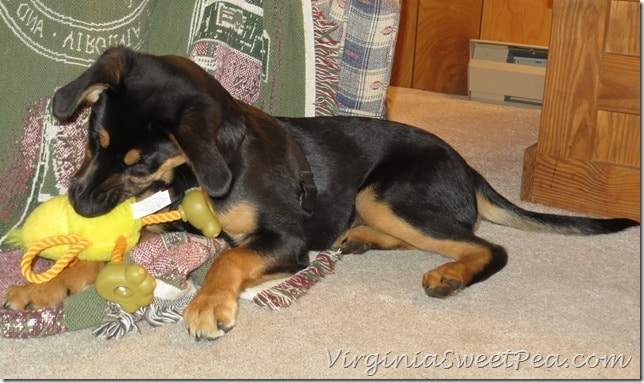 Sherman Playing with Easter Toy