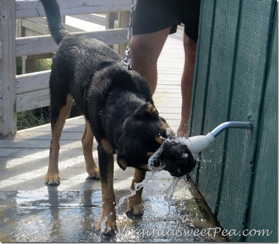 Sherman Drinking Water at the Beach