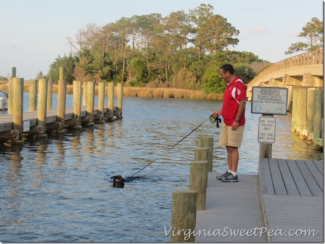 Sherman Swimming in Manteo