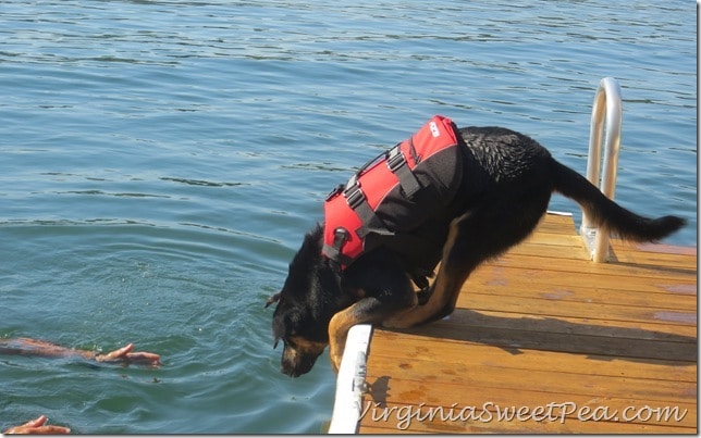 Sherman Swims with his Life Jacket