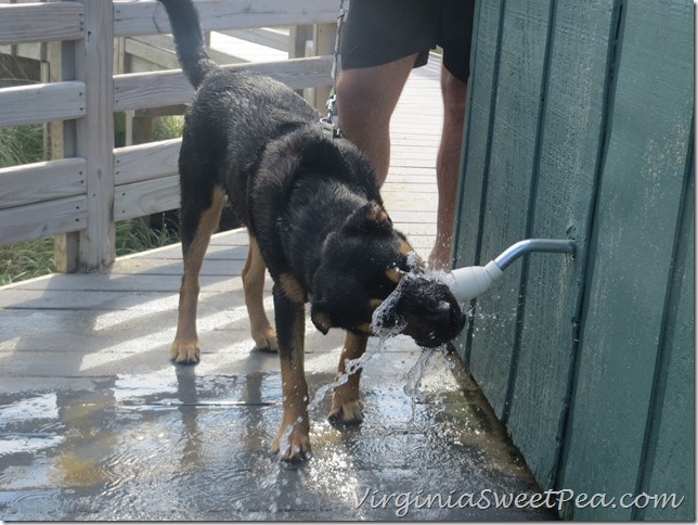 Sherman gets a drink