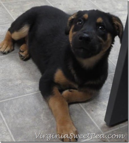 Sherman puppy 2