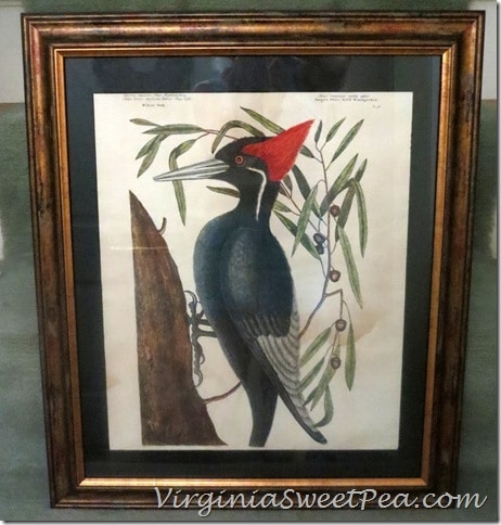 Woodpecker picked Picture