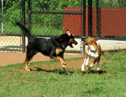 Sherman Visits the Lynchburg Dog Park