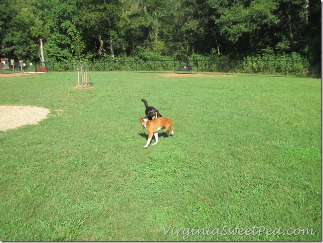 Lynchburg Dog Park - Large Dog Play Area