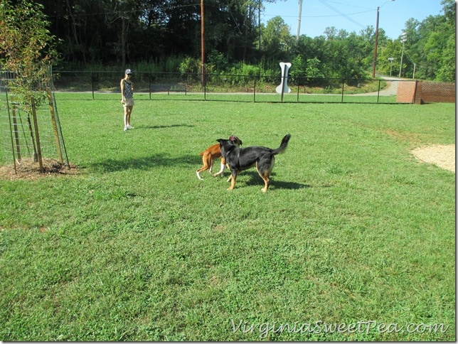 Lynchburg Dog Park - Sherman Plays with Rose