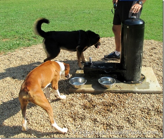 Lynchburg Dog Park - Water