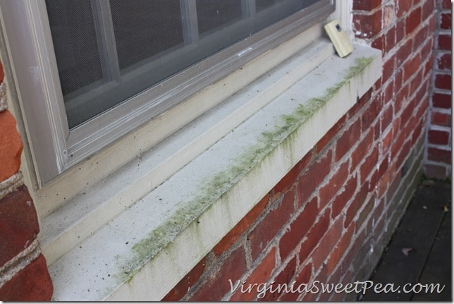 Mildew on Window