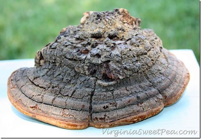 Shelf Fungus