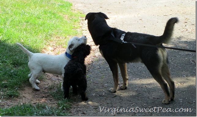 Sherman Plays with Nick and Weston