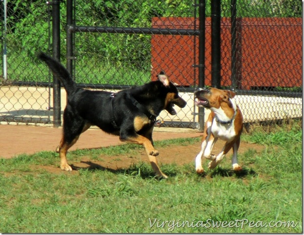 Sherman Plays with Rose