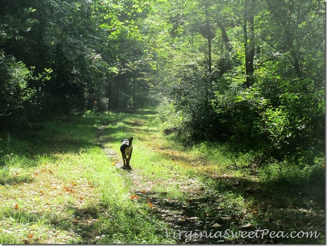 Sherman Skulina on a path in Lynchburg, VA