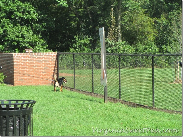 Sherman is Excited to Enter the Lynchburg Dog Park