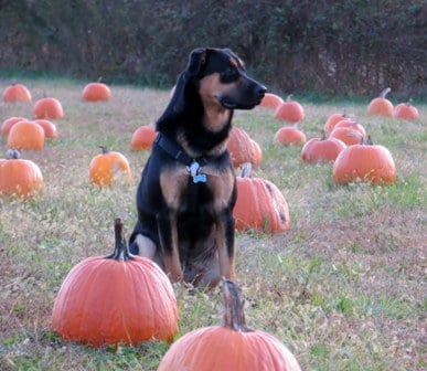 Sherman’s First Halloween