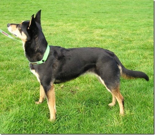 Black and Tan Kelpie