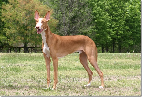 Ibizan Hound