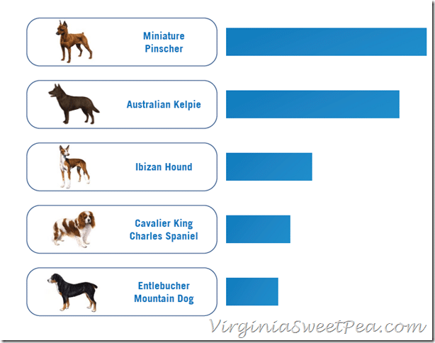 Mixed Breed2