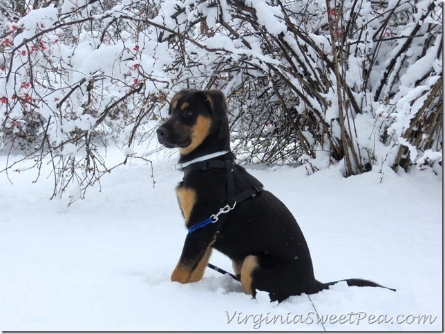 Baby Sherman Skulina in the Snow