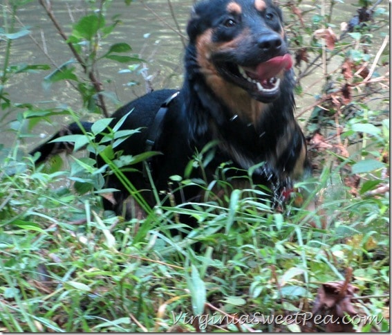 Sherman Runs up the Blackwater Creek Bank