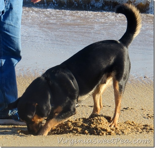 Sherman Skulina digs OBX