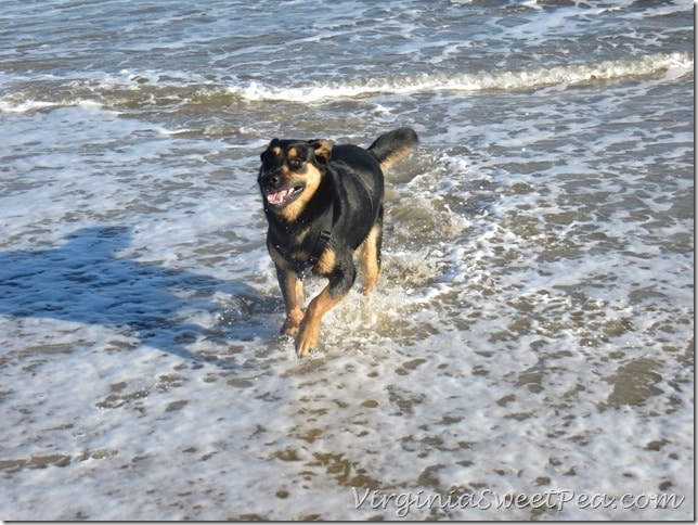 Sherman Skulina loves OBX