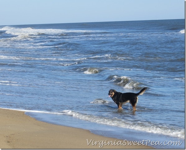 Sherman Skulina loves the OBX