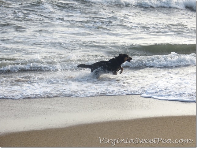 Sherman Skulina loves the waves at OBX