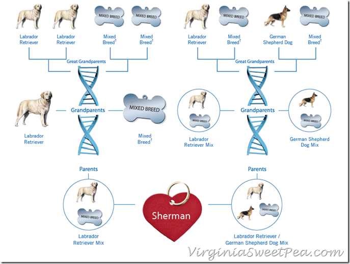 Sherman's DNA