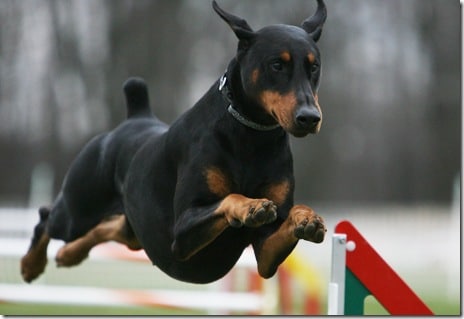 doberman_pinscher