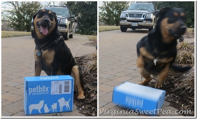 Sherman Receives his PetBox