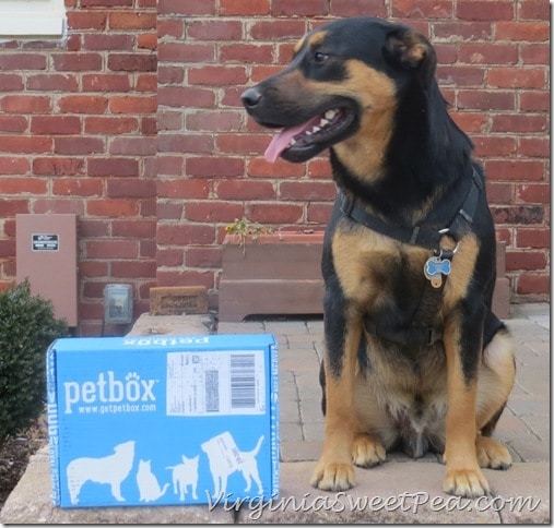 Sherman with his petbox