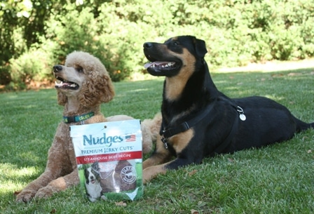 #ad Positive Reinforcement Dog Training with Nudges