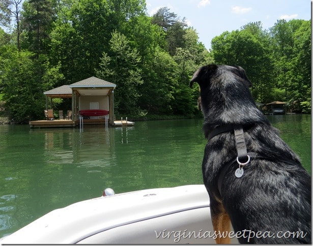 Headed Home at Smith Mountain Lake