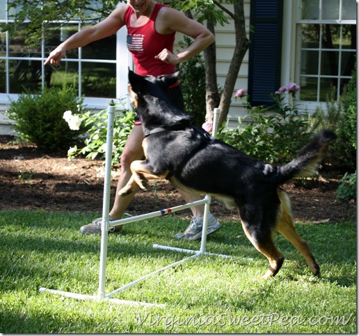 Sherman Skulina Jumps - Positive Reinforcement dog training