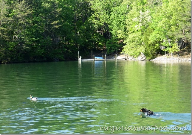 Sherman Skulina Duck Hunting at Smith Mountain Lake